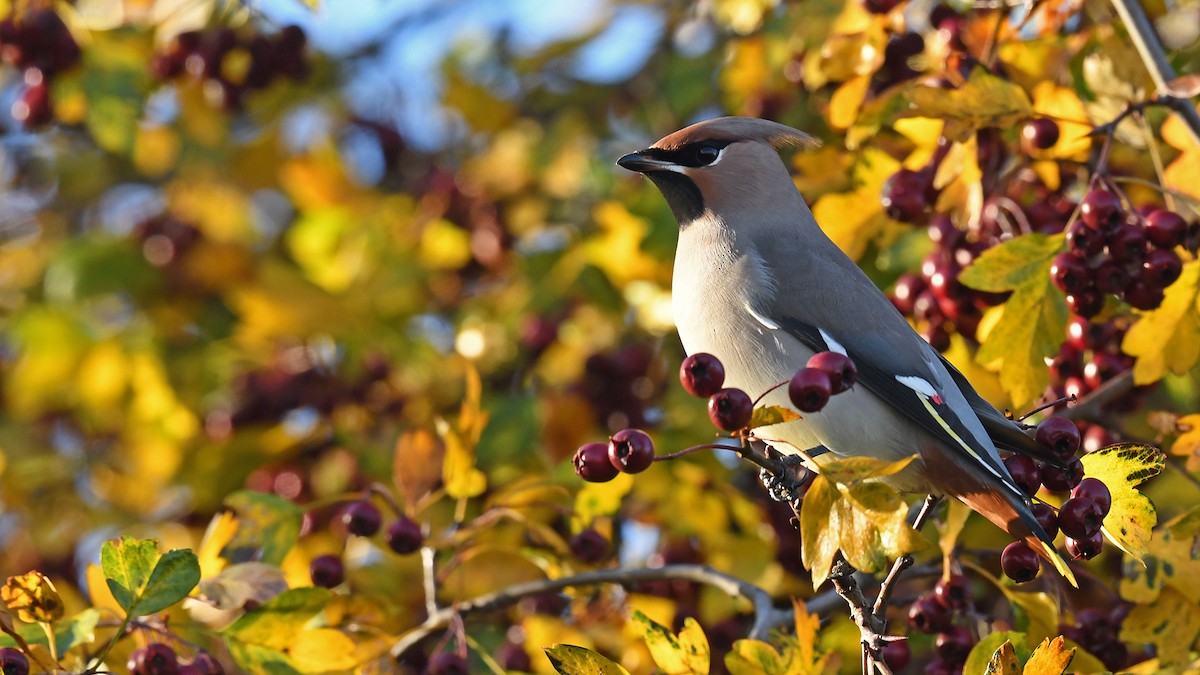 Омелюх звичайний - ML647170914