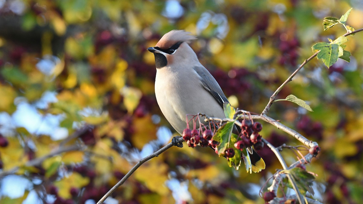 Омелюх звичайний - ML647170915