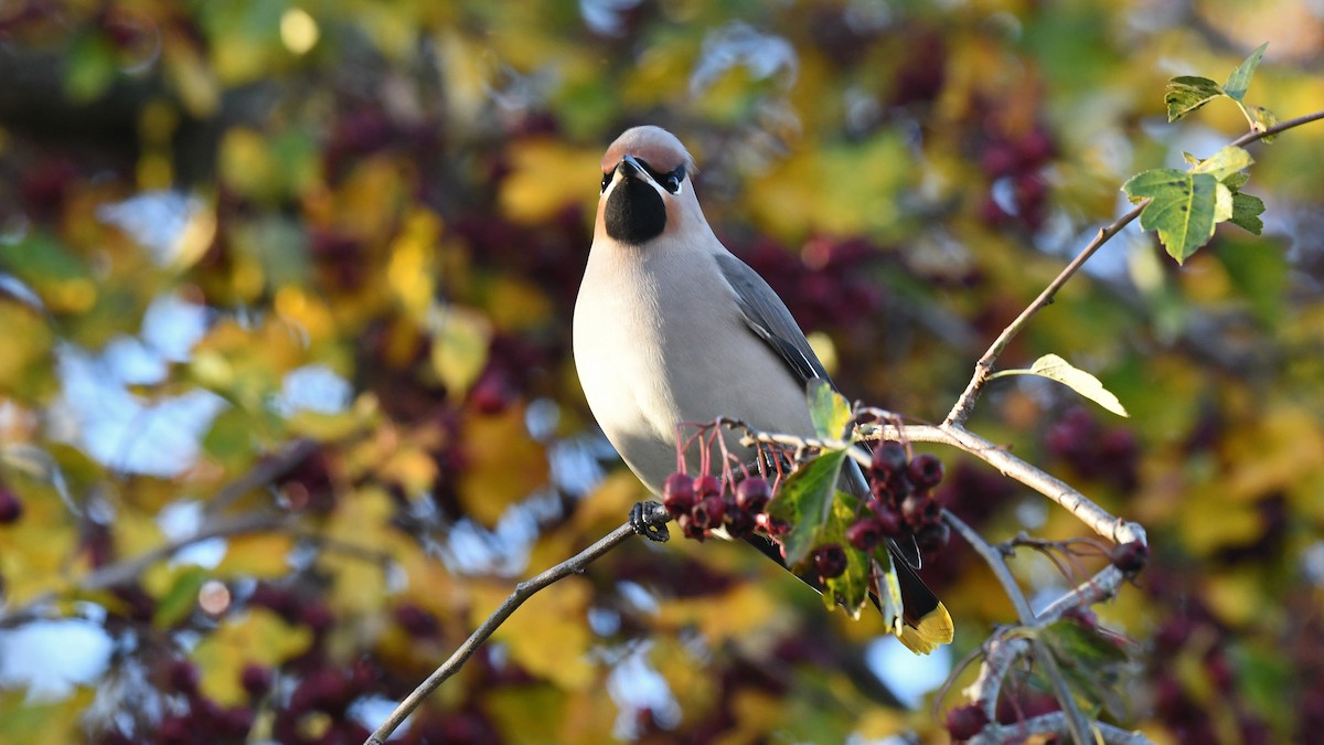 Омелюх звичайний - ML647170916