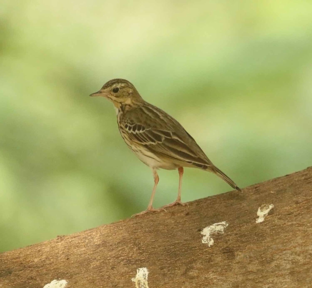 Щеврик лісовий - ML647170917