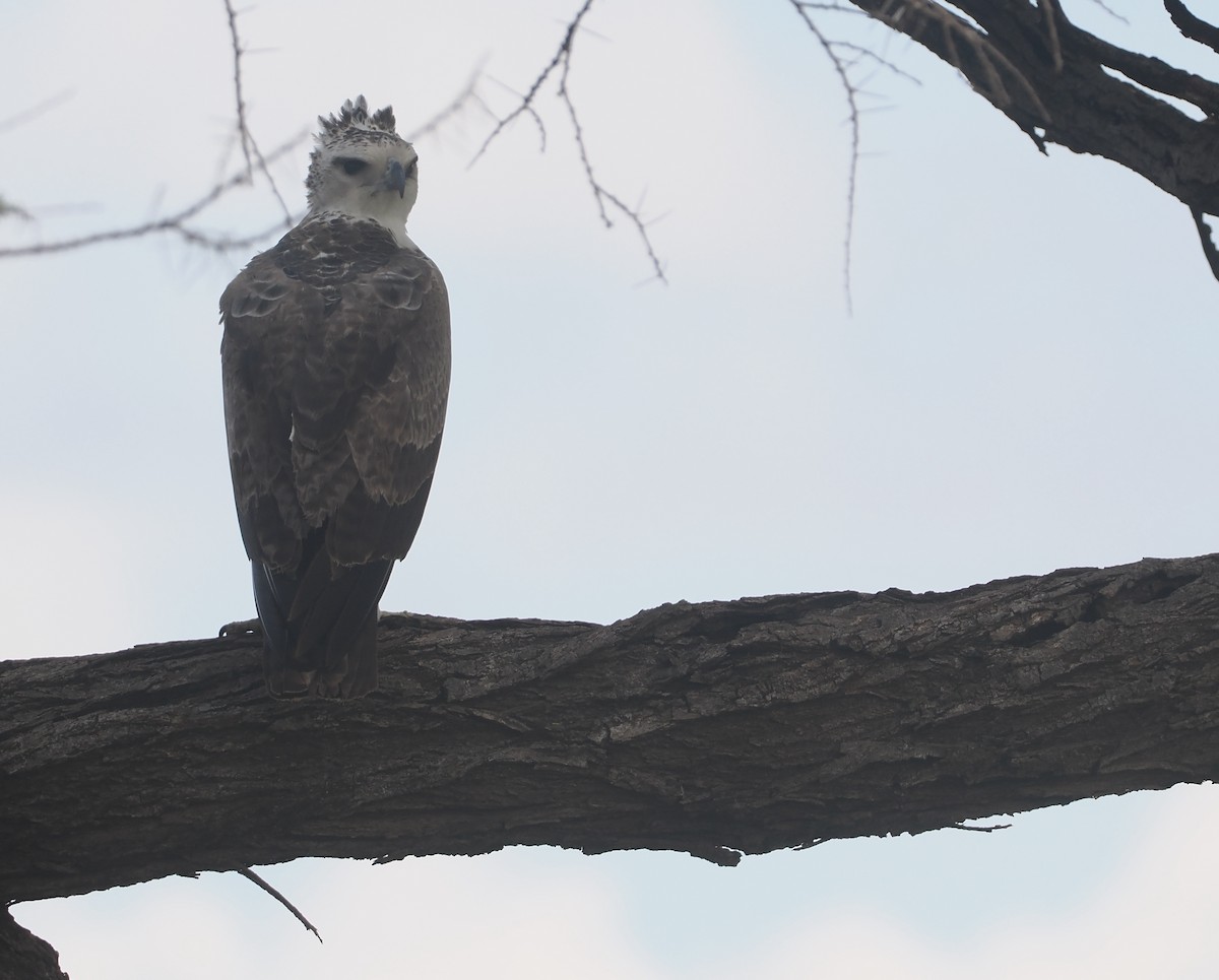 Орел-боєць - ML647170919