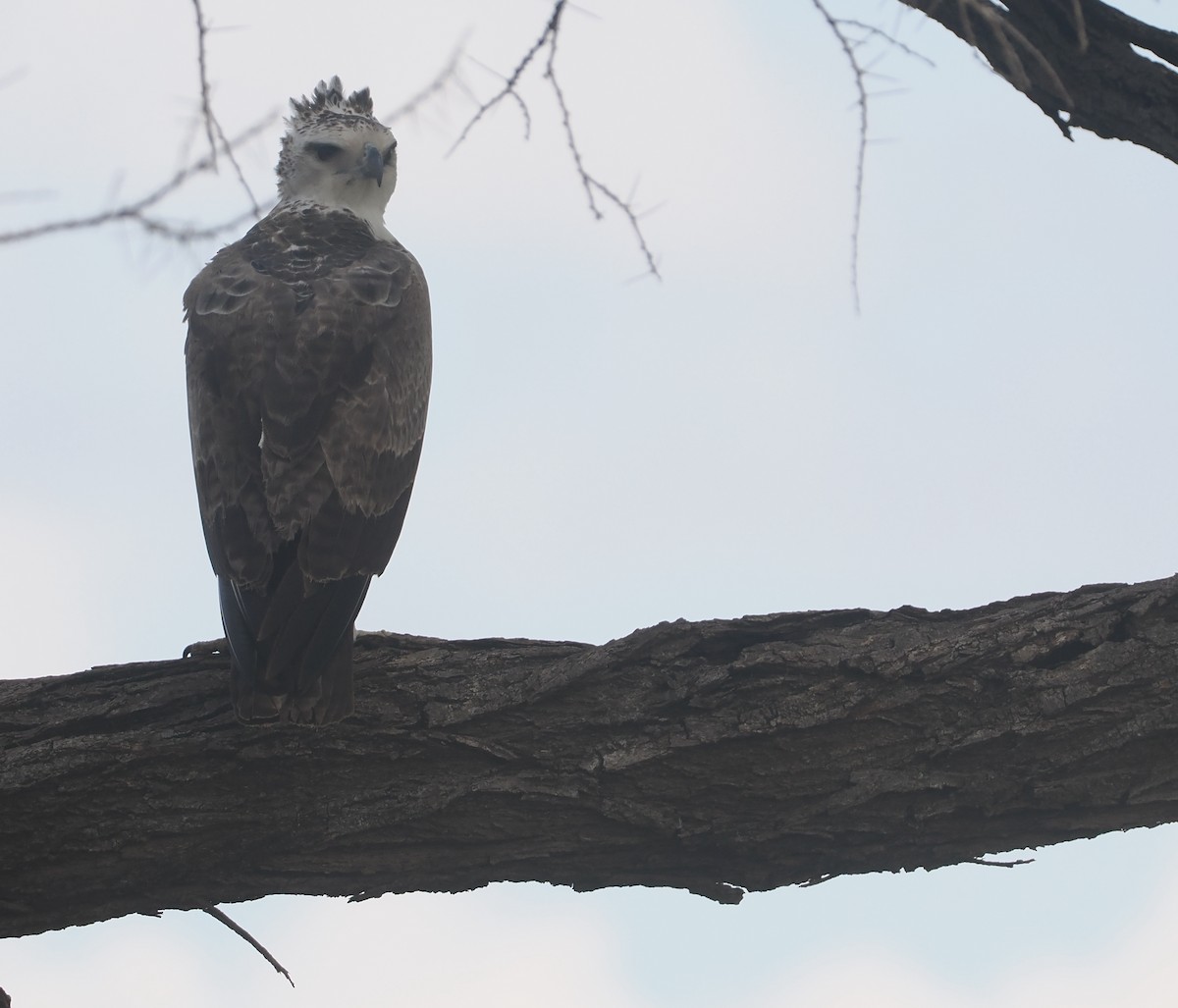 Орел-боєць - ML647170920