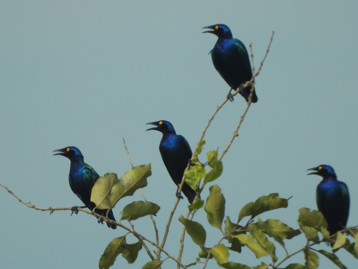 Мерл пурпуровий - ML647170921