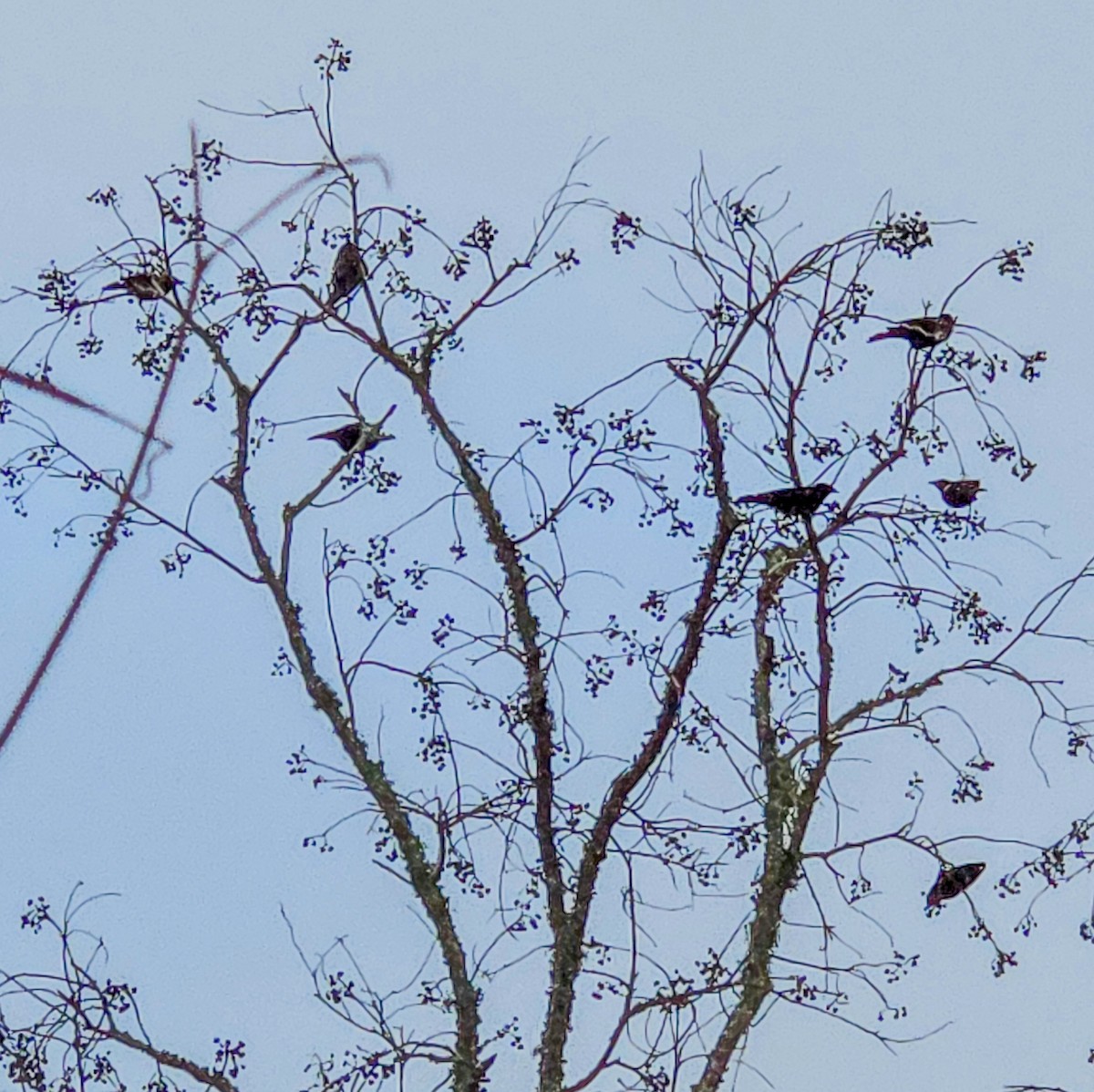 Пересмішник багатоголосий - ML647170923