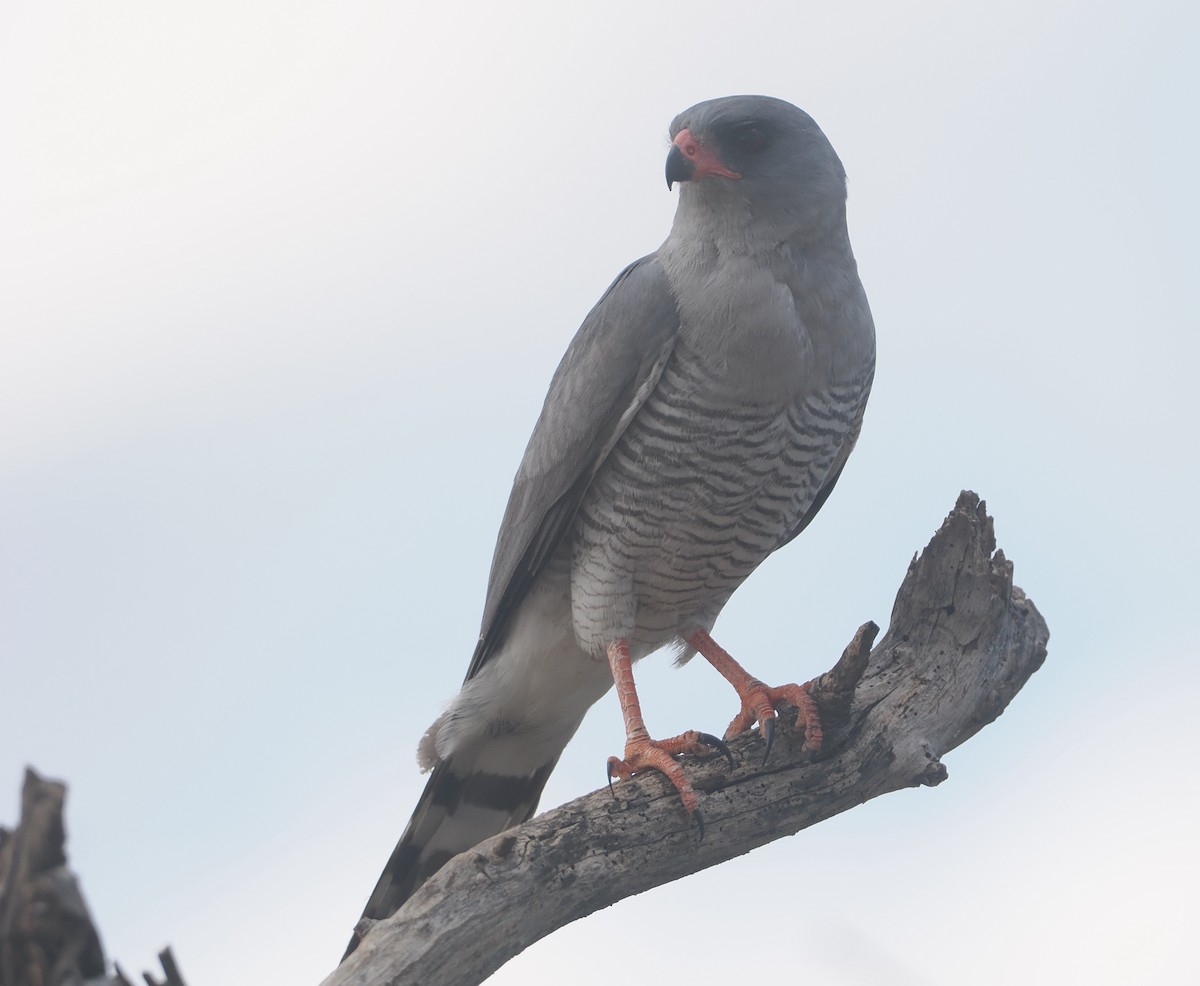 Габар - ML647170924