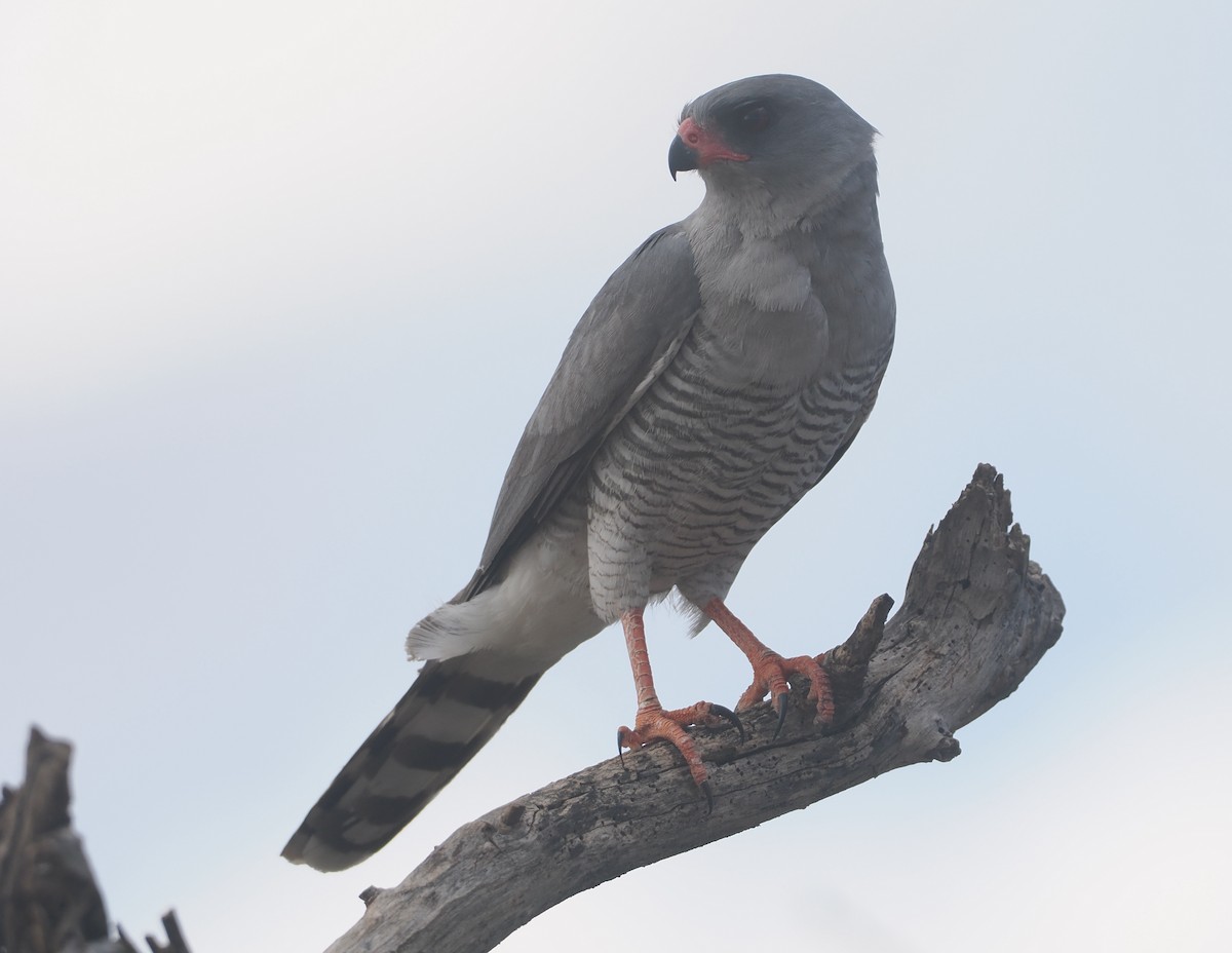 Габар - ML647170925