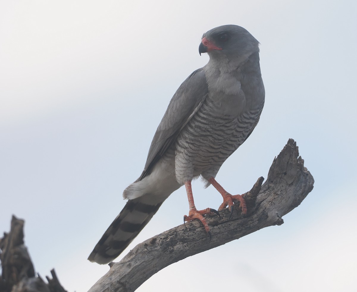 Габар - ML647170926