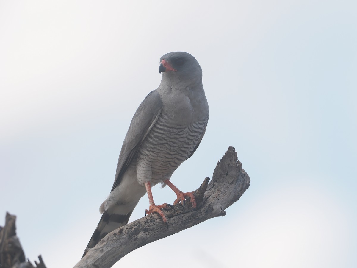 Габар - ML647170927