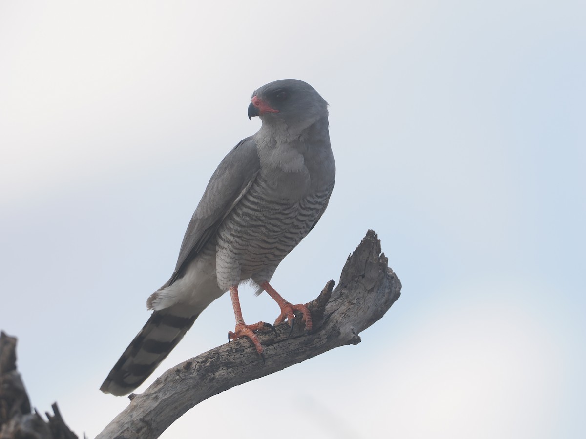 Габар - ML647170928