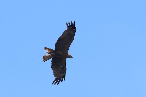 Шуліка чорний - ML647170929