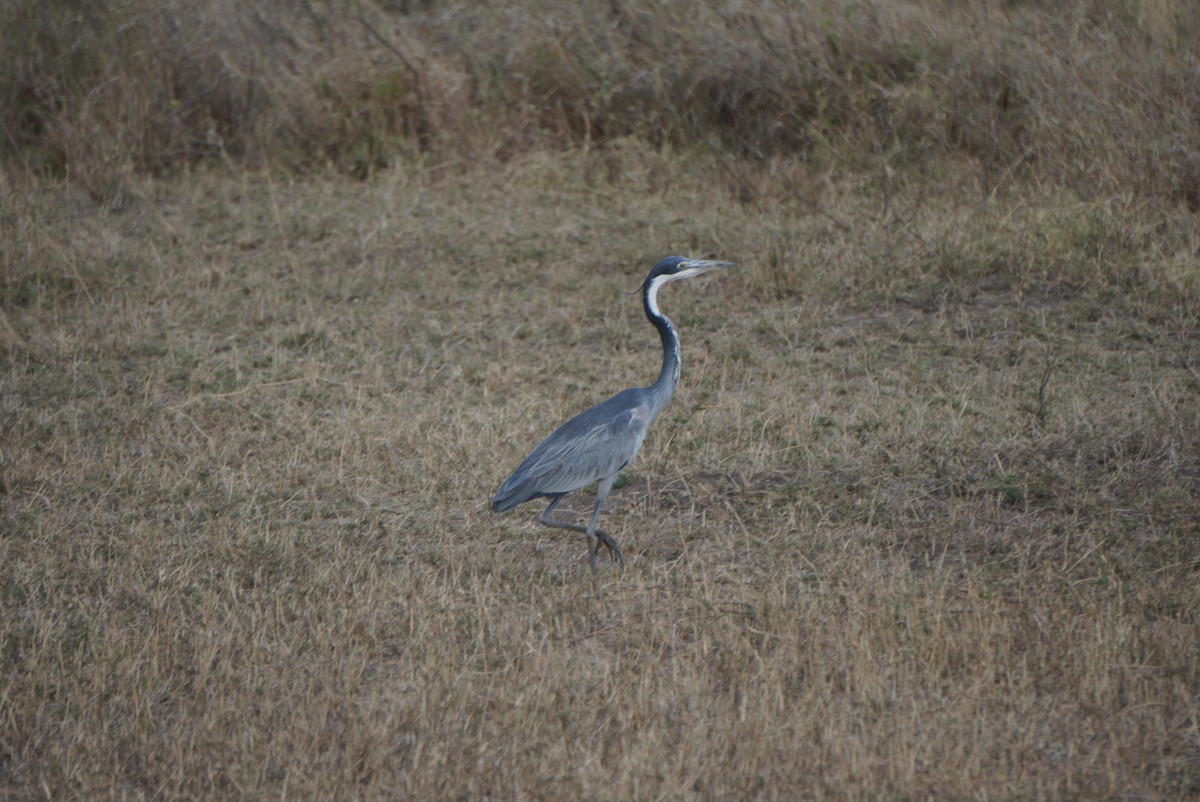 Black-headed Heron - ML647170946