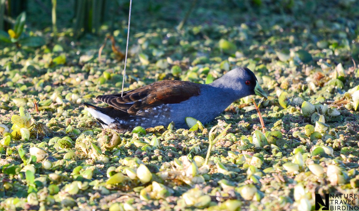 Spot-flanked Gallinule - ML647170972
