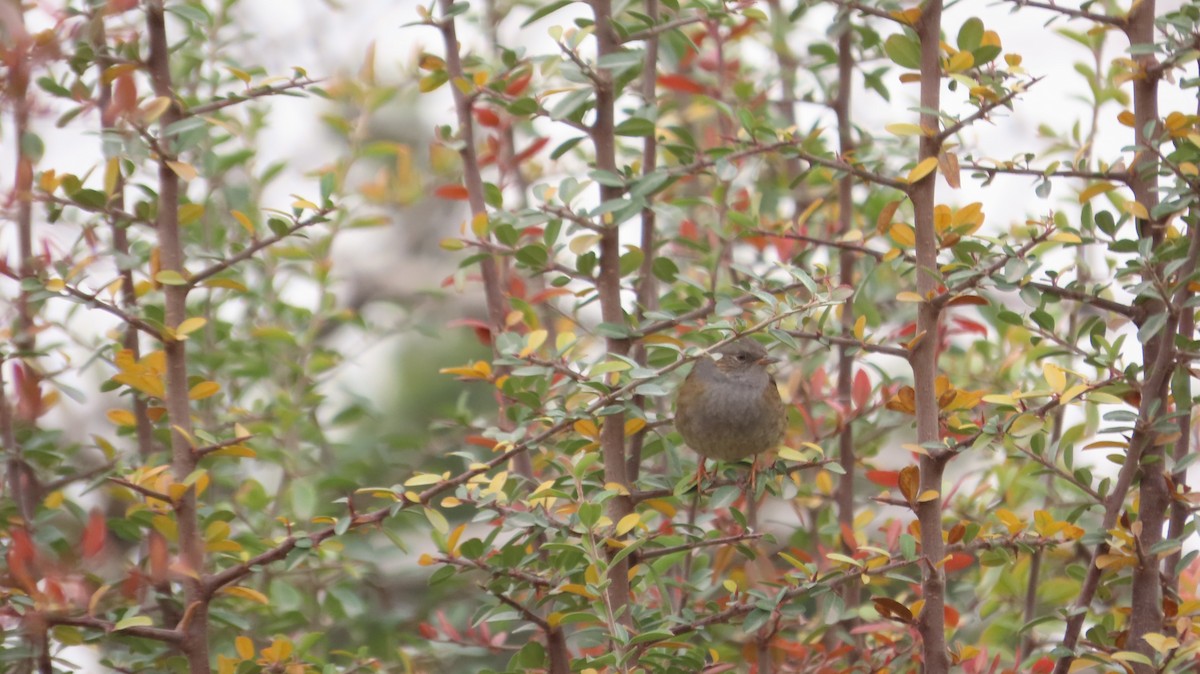 Accenteur mouchet - ML647170976