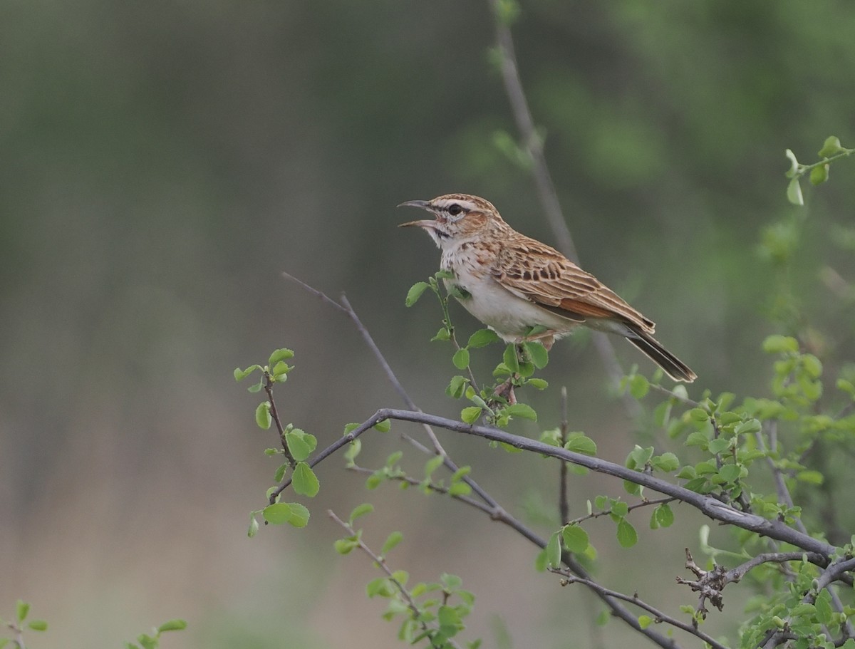 Fawn-colored Lark (Foxy) - ML647170982