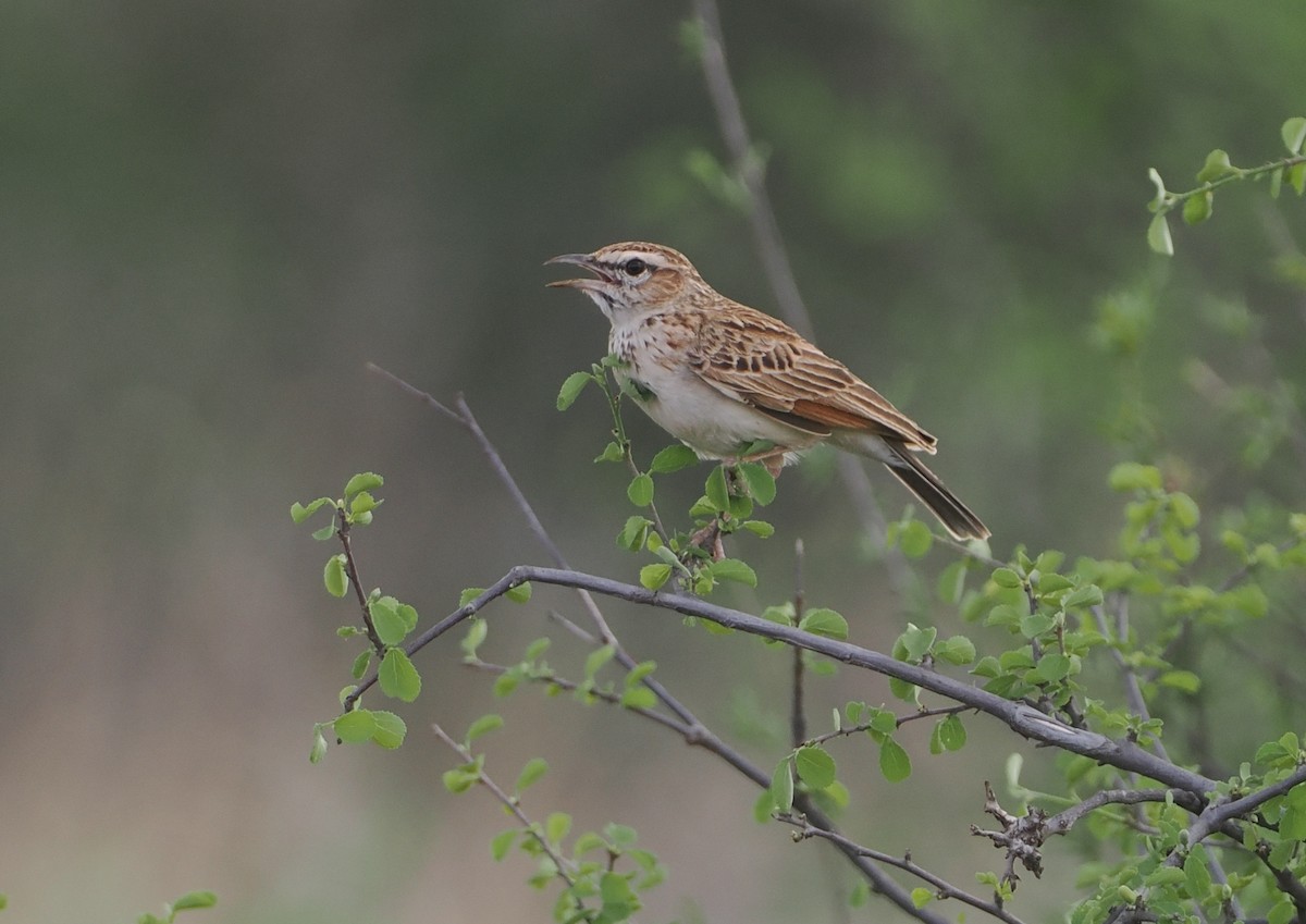 Fawn-colored Lark (Foxy) - ML647170983