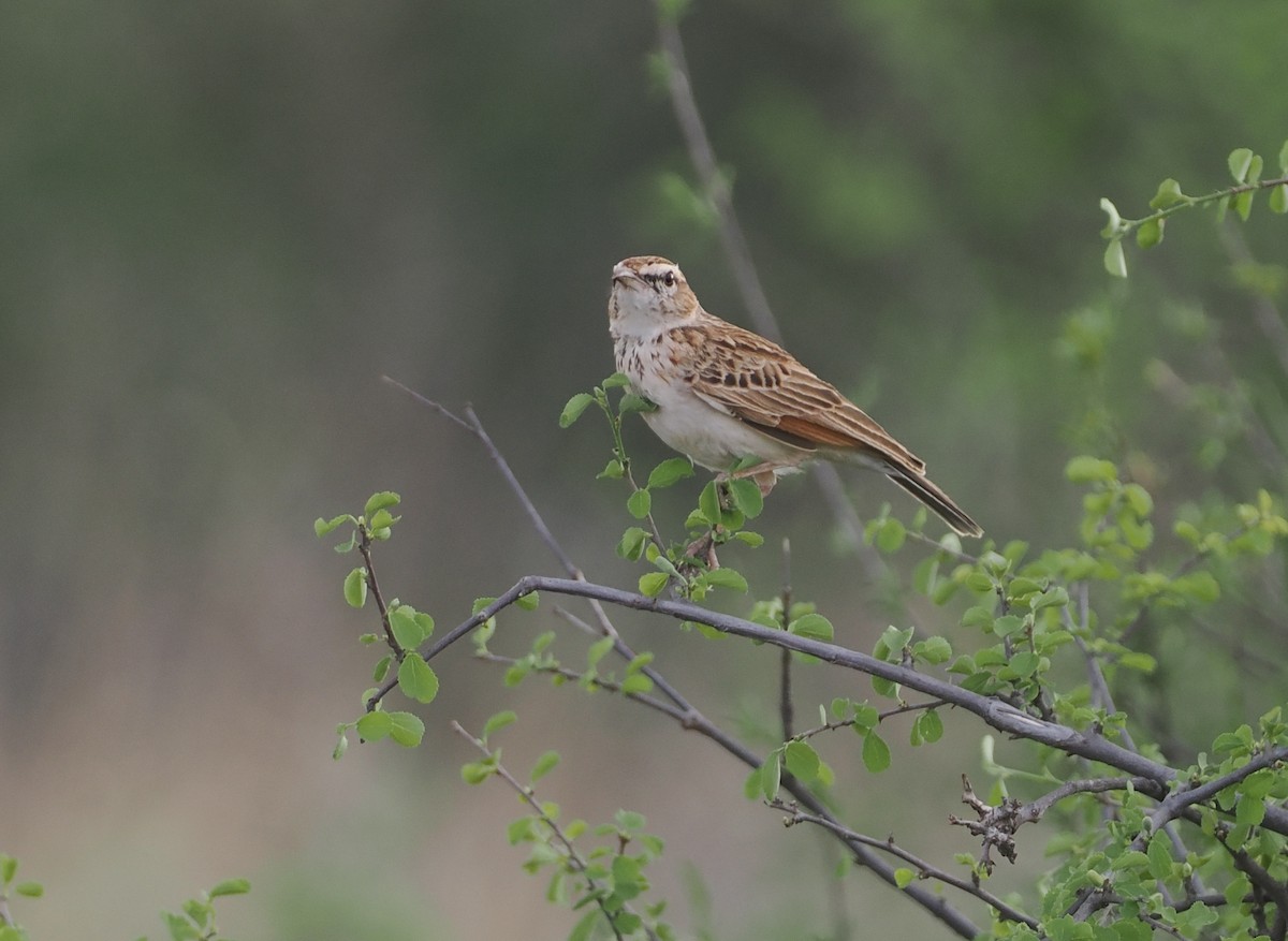Fawn-colored Lark (Foxy) - ML647170984