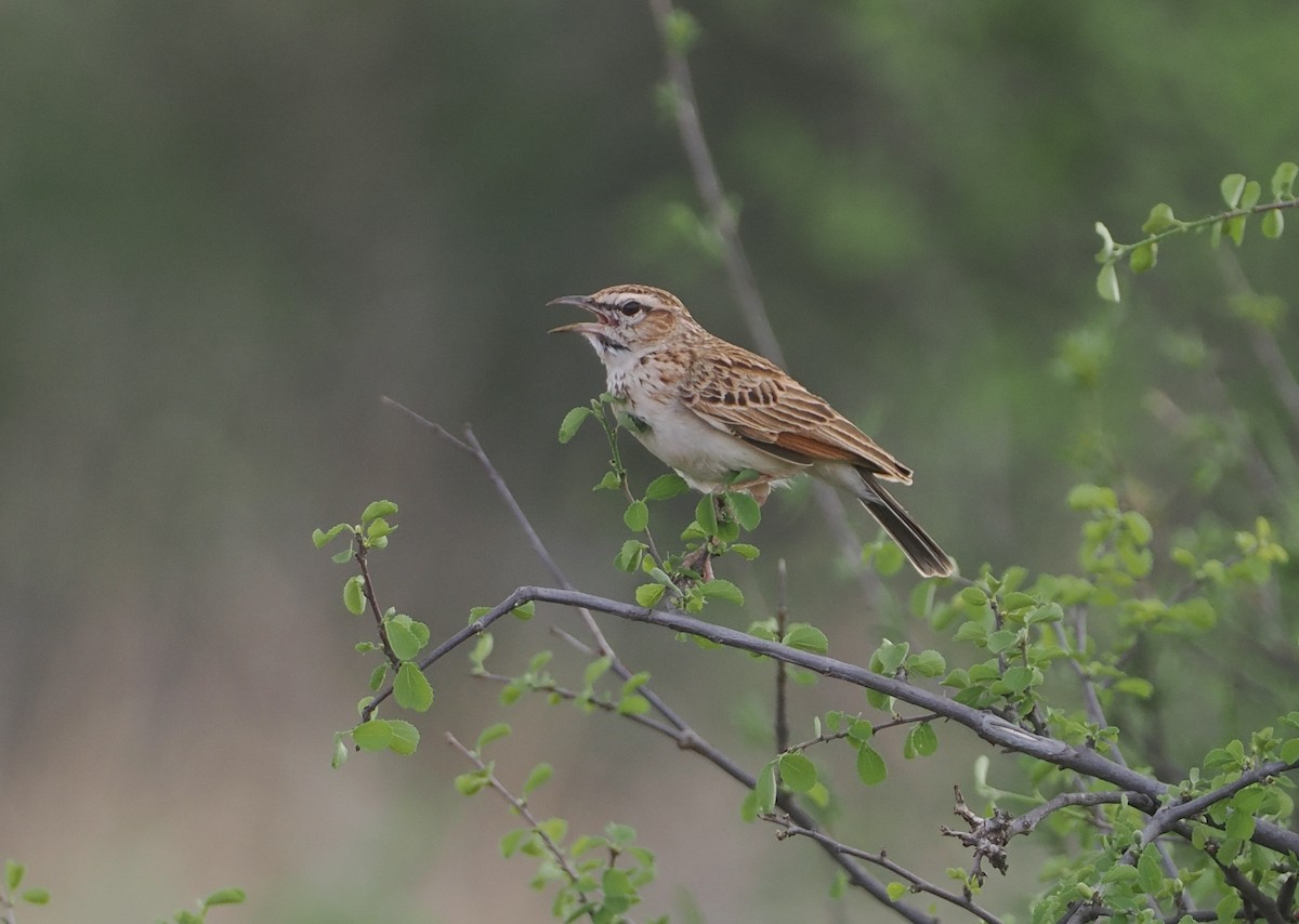 Fawn-colored Lark (Foxy) - ML647170985