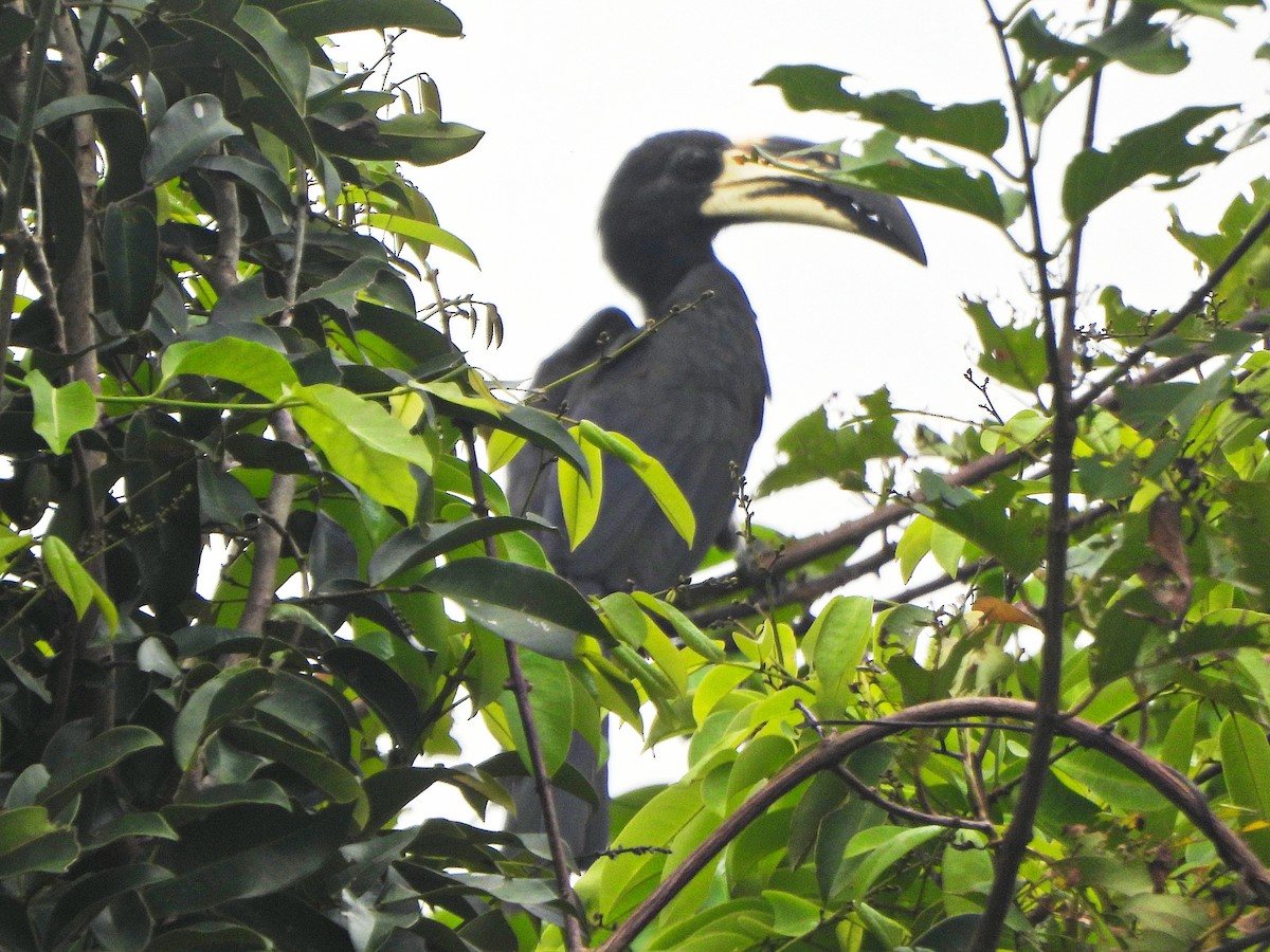 West African Pied Hornbill - ML647171011