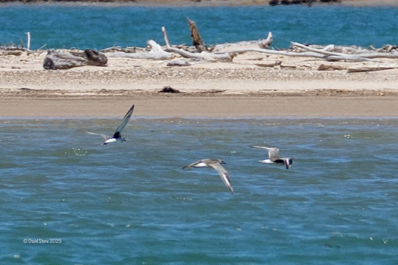 חופזי מנומר - ML647171020