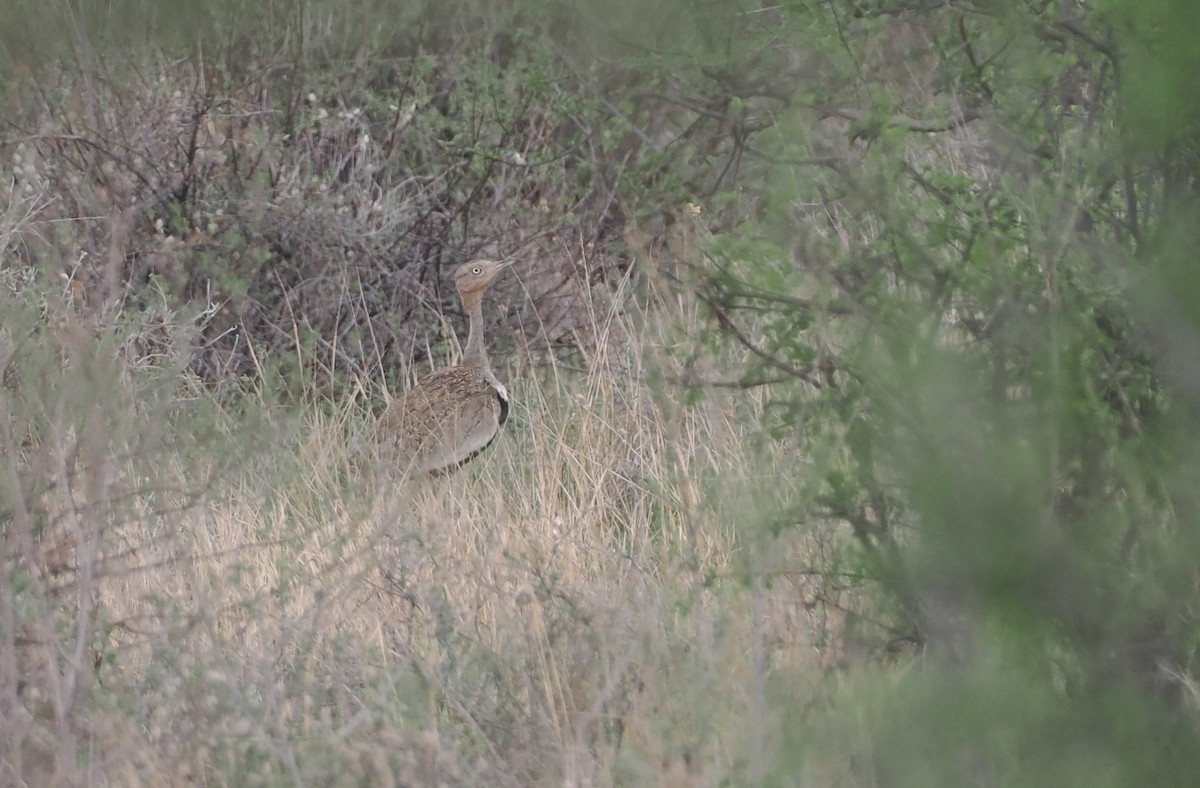 bruntopptrappe - ML647171023