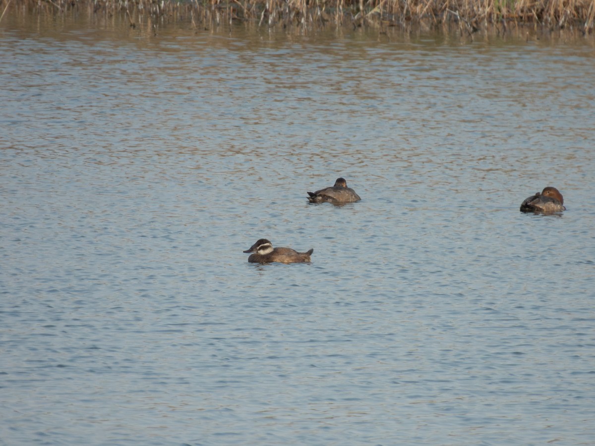 White-headed Duck - ML647171033