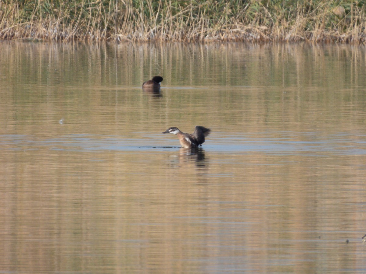 White-headed Duck - ML647171036