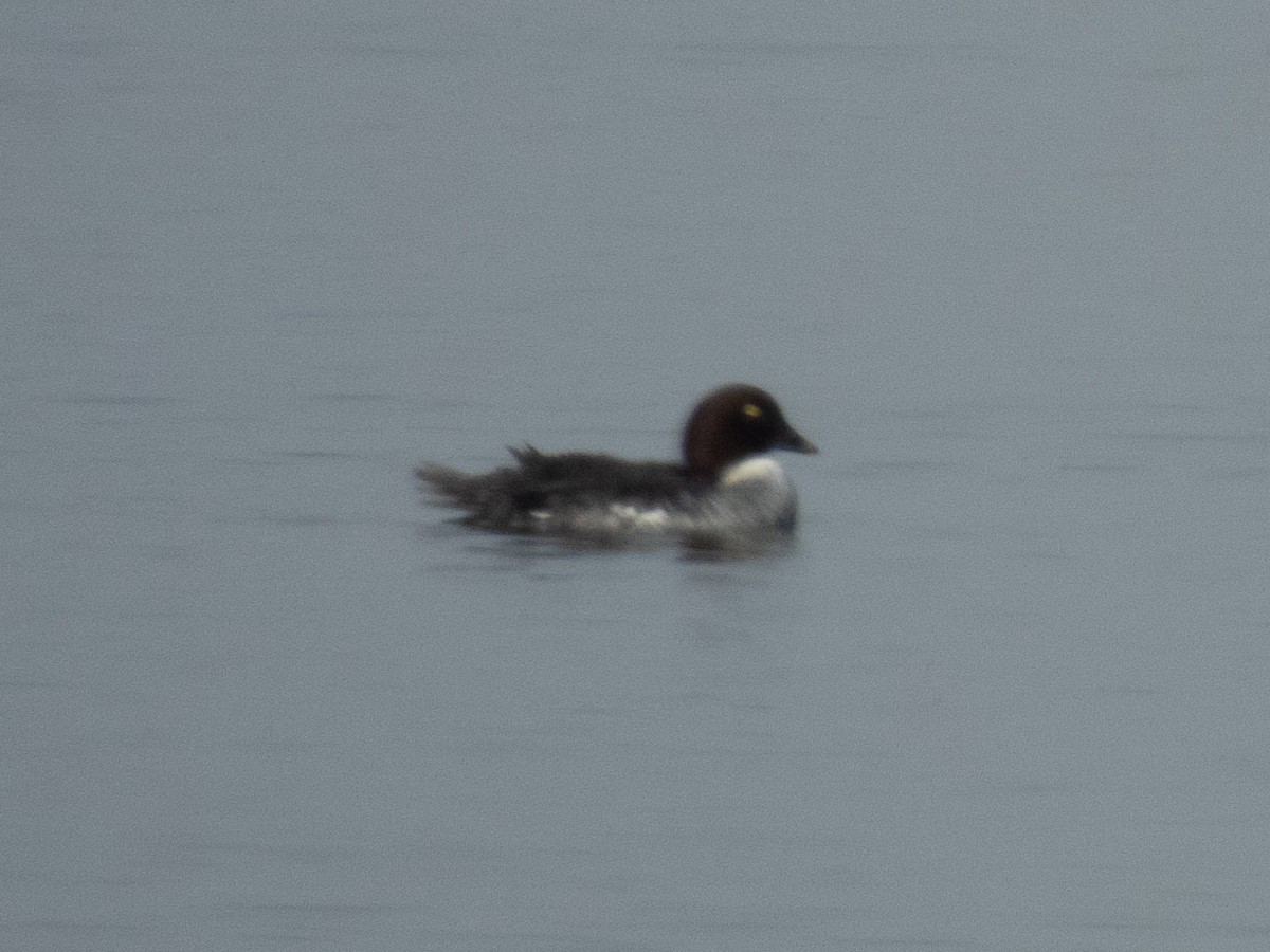 Common Goldeneye - ML647171044