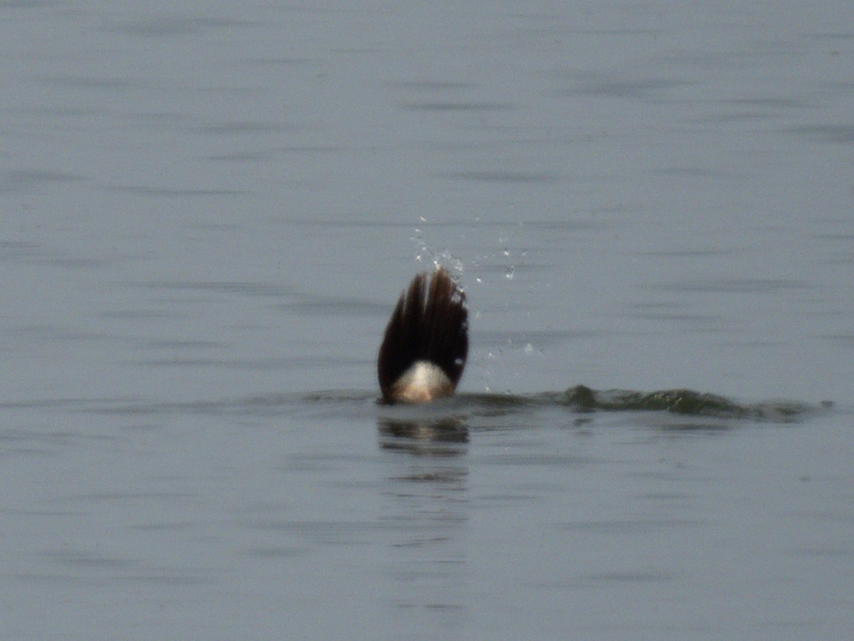 White-headed Duck - ML647171048