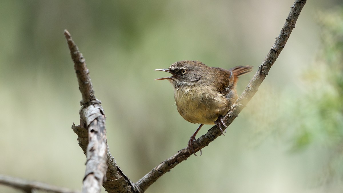 White-browed Scrubwren - ML647171052