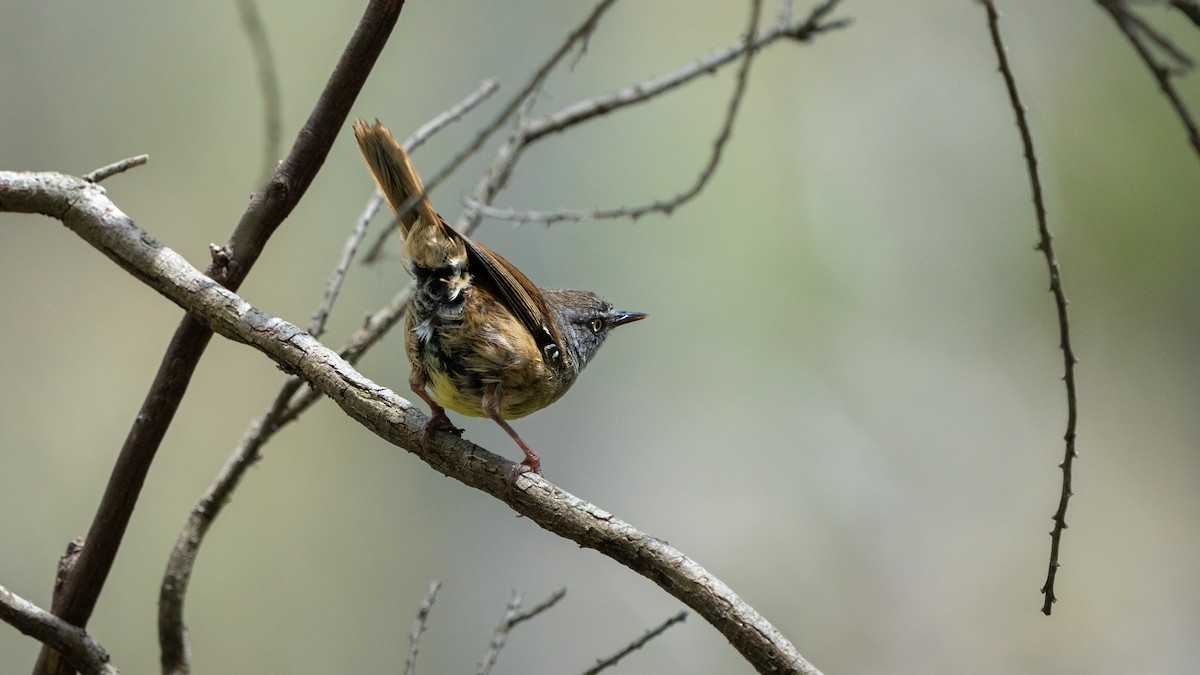 White-browed Scrubwren - ML647171053