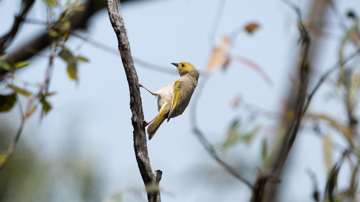 hvitsmykkehonningeter - ML647171056