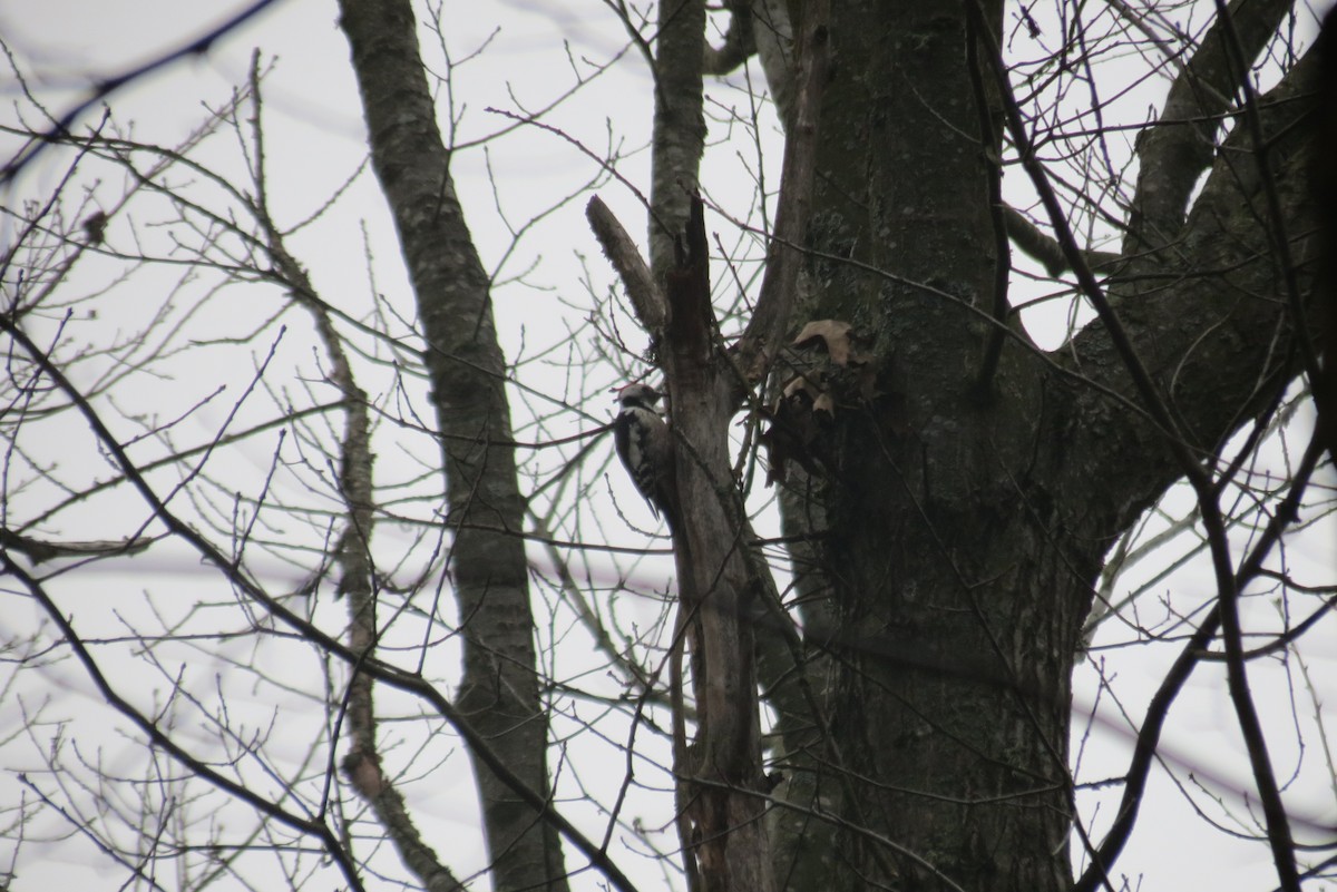 Middle Spotted Woodpecker - ML647171057
