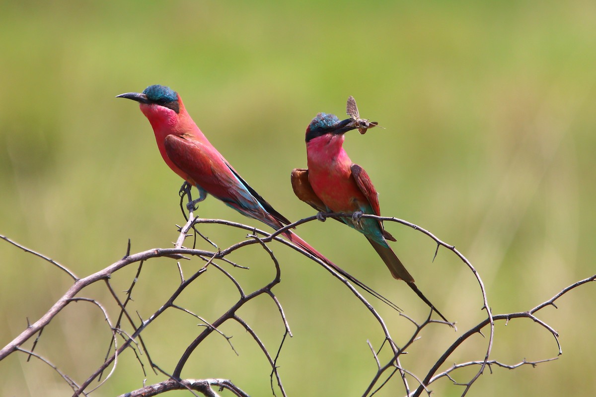 Southern Carmine Bee-eater - ML647171089