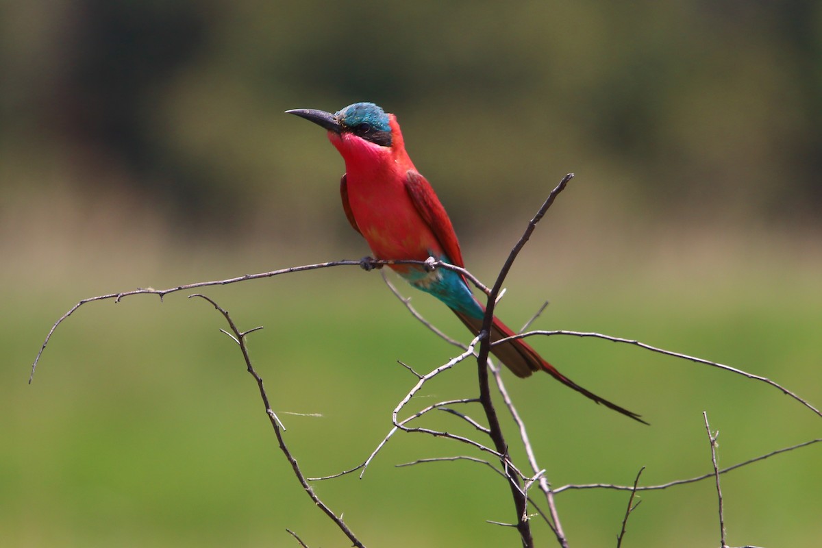 Southern Carmine Bee-eater - ML647171090