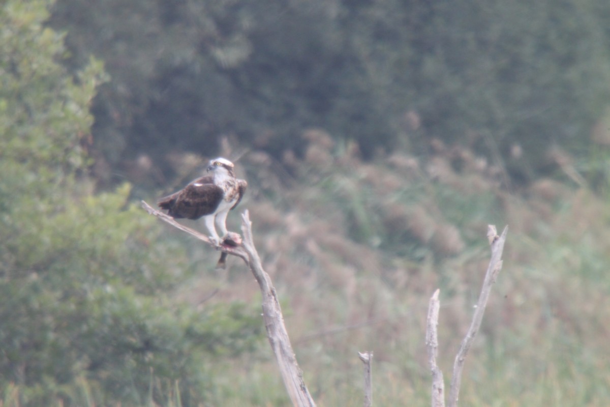 Osprey - ML647171092