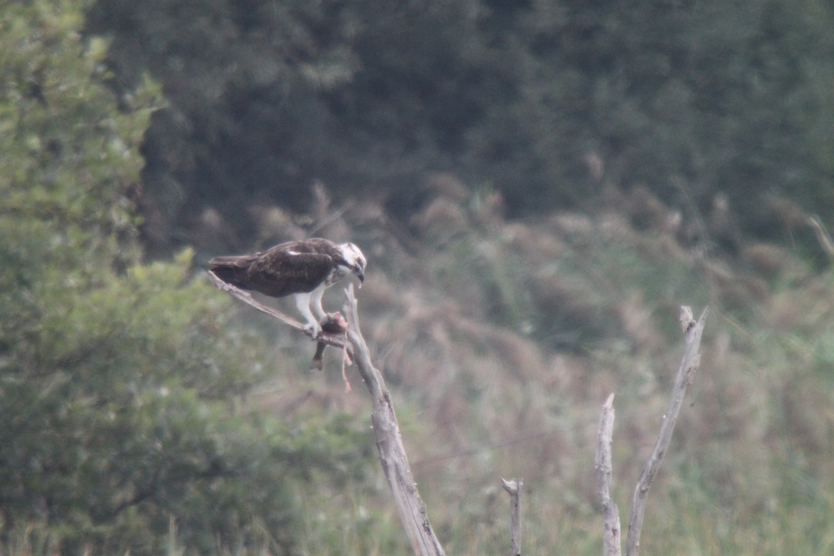 Osprey - ML647171093