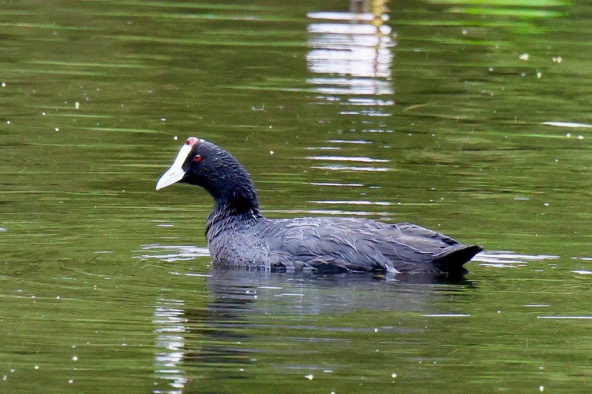 Red-knobbed Coot - ML647171112