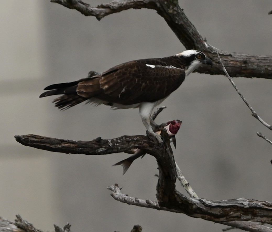 Osprey - ML647171114