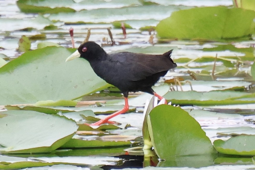 Black Crake - ML647171116