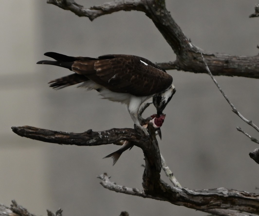 Osprey - ML647171120