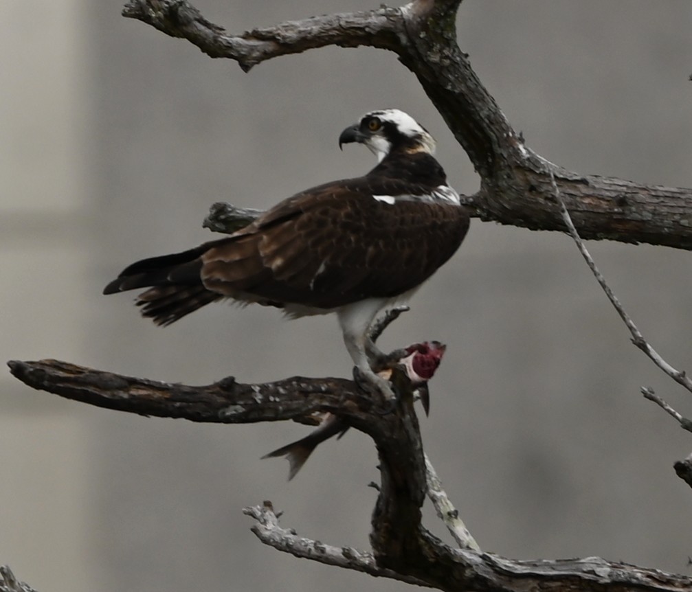Osprey - ML647171121