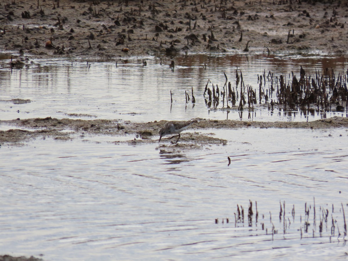 Little Stint - ML647171125
