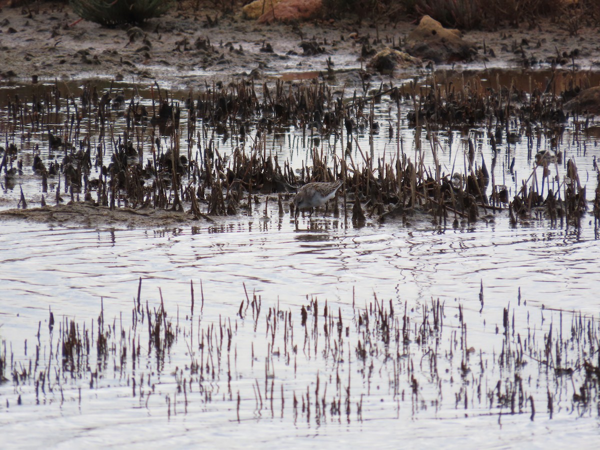 Little Stint - ML647171126