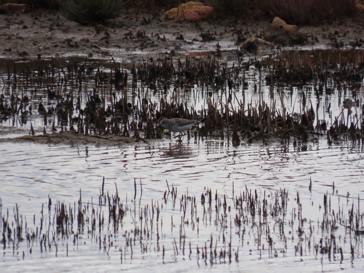 Little Stint - ML647171127