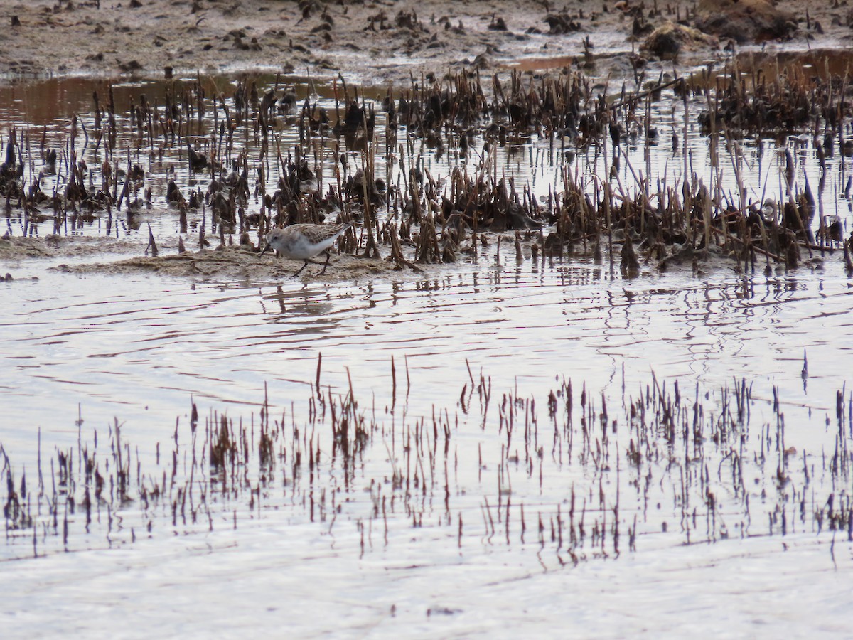 Little Stint - ML647171128