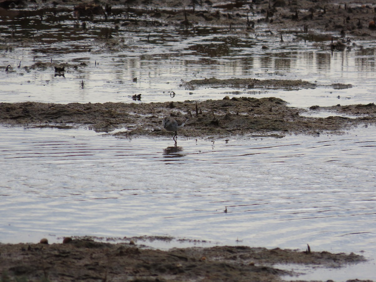 Little Stint - ML647171129