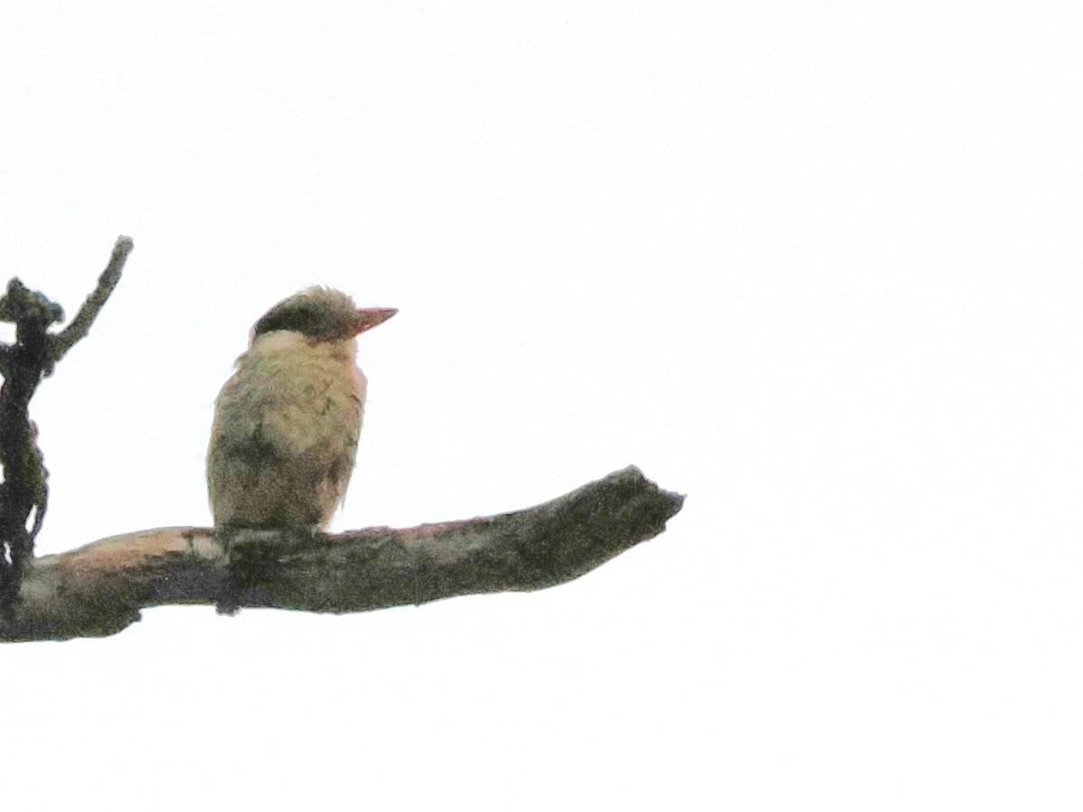 Striped Kingfisher - ML647171130
