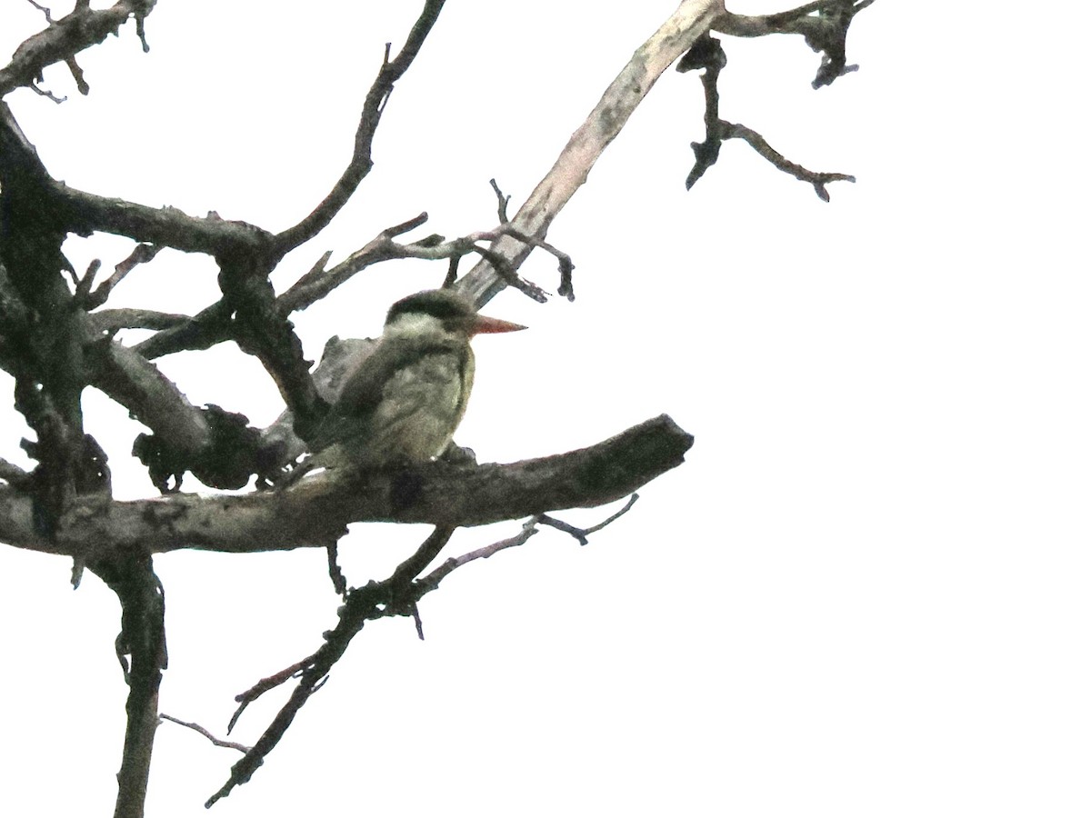 Striped Kingfisher - ML647171131