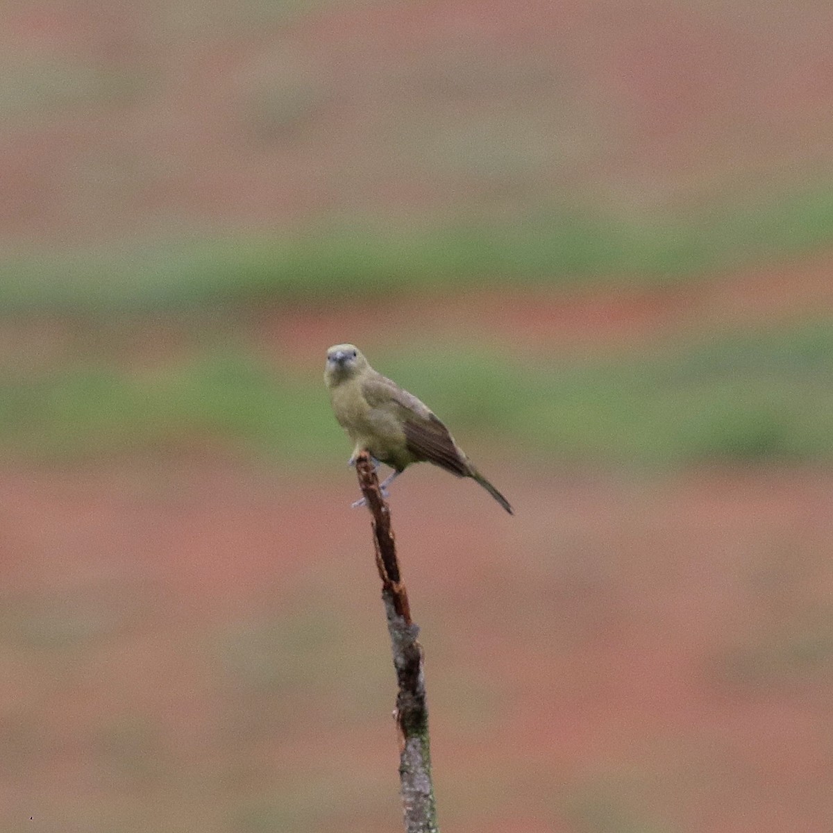 Palm Tanager - ML647171132