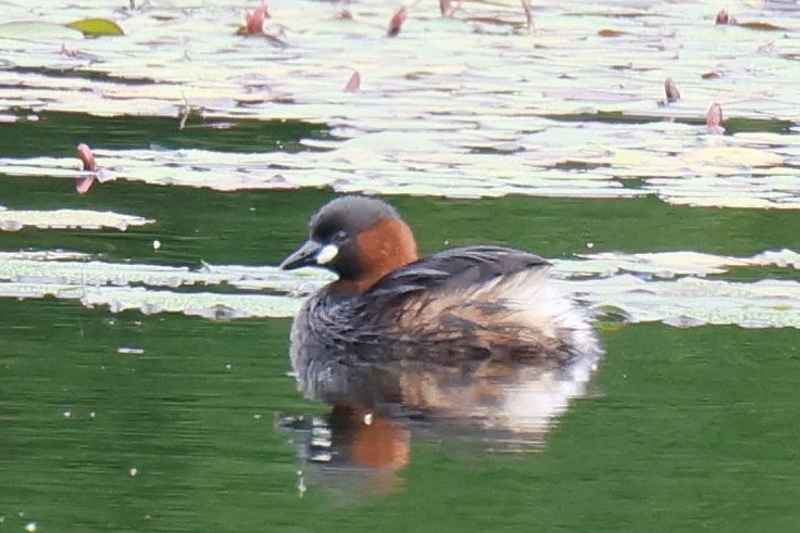 Little Grebe (Little) - ML647171141